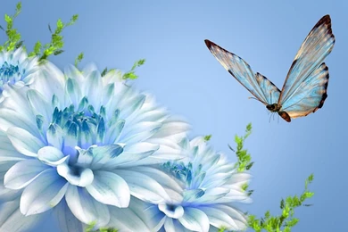 Butterfly Images Download Free Download Beautiful Butterflies ...