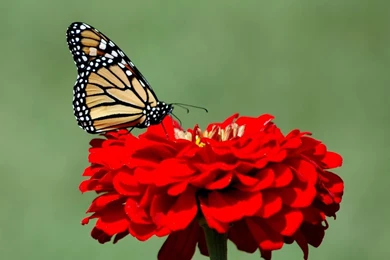 Desktop hd free butterfly wallpaper.jpg