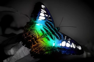 1024x768 Butterfly Light Desktop PC And Mac Wallpapers
