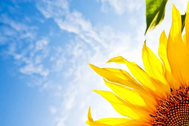 Sunflower Desktop Wallpapers Free Wallpapers Cave
