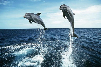 XMWallpapers.com Wallpapers Animals Dolphins Dolphin Wallpapers ...