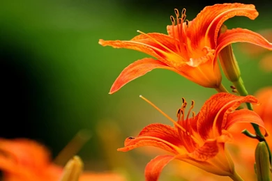 ORANGE TIGER LILY WALLPAPER (