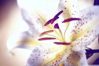 White Tiger Lily HD Desktop Wallpapers : High Definition ...