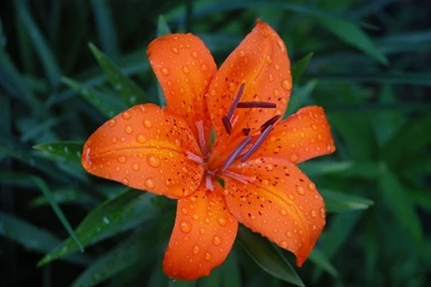 Tiger Lily Desktop Wallpapers