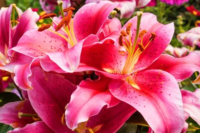 Flower Lily Wallpaper 1920x1200.jpg