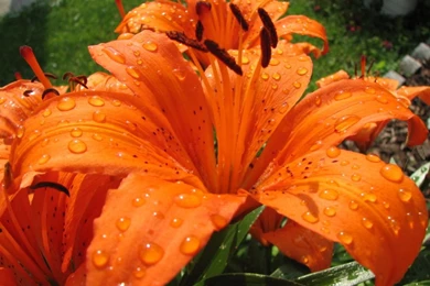 Images Of Tiger Lilies Desktop Backgrounds