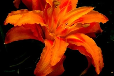 Tiger Lily National Geographic Photo Contest 2011 National ...