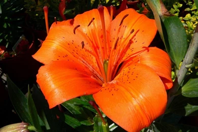 Picture Of Tiger Lily Flower Beautiful Black And White Flowers ...