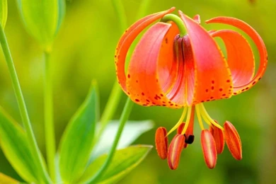 Tiger Lily HD Wallpapers Download Free