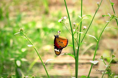 Nature High Quality Theme For Windows 8