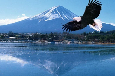 Eagle Desktop Wallpapers Wallpapers Cave