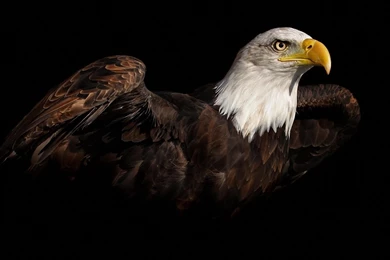 Flying Eagle HD Wallpapers, Flying Eagle Pictures, New Wallpapers