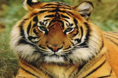 Free Animal Wallpapers 850x650.jpg