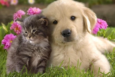 Free Wallpapers Of Animals Wallpapers Cave