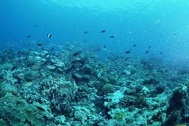 YouWall Under The Sea Wallpapers Wallpaper,wallpapers,free ...