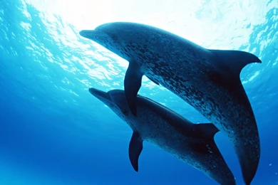 Dolphins Under The Sea Wallpapers