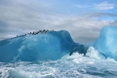 Download Wallpapers 2560x1080 Antarctica, Penguins, Ice, Ocean ...