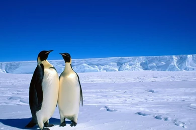 Download Wallpapers 2048x1152 Penguins, Couple, Snow, Ice ...