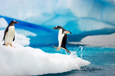 Antarctica Gentoo Penguins Wallpaper.jpg