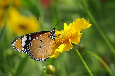 Flowers With Butterfly Wallpapers Hd Wallpapers 67235
