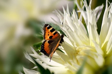 Butterfly With Flower Wallpapers HdWallpapers Of Insect And Animals ...
