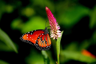 Download Wallpapers 2560x1440 Butterfly, Flower, Plant Mac iMac 27 ...