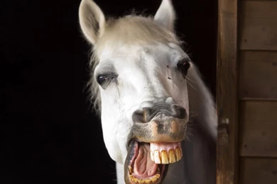 Funny Animals Picture Hd Wallpapers Backgrounds Wallpapers For ...