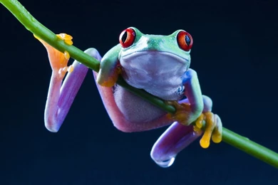 Wallpapers Funny Frog 1920 X 1080 Full Hd 1920 X 1080 Full Hd ...