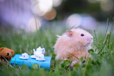 Animal Funny Hamster On Park Wallpapers Full HD