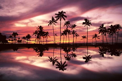 Palm Tree Pink Sunset Wallpaper Cool Wallpapers 7ual.com_ Download.jpg