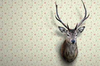 My Wallpapers A Photo On Flickriver