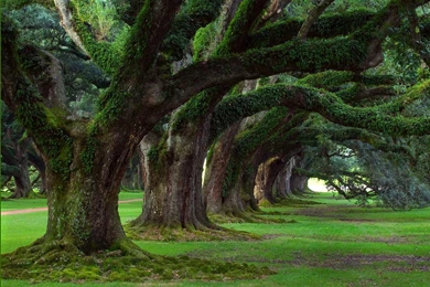 Www Pictures Of Nature Desktop Backgrounds