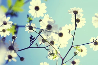 Mac Desktop Backgrounds Flower 5