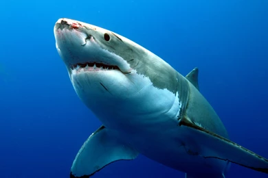 Great White Sharks Teeth Wallpaper Desktop Background