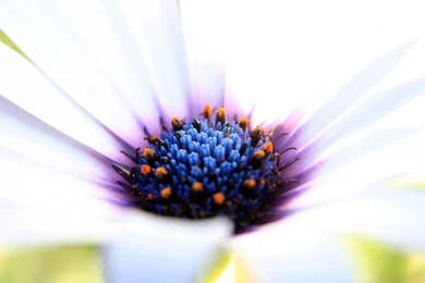 White Cape Daisy HD Desktop Wallpapers : Widescreen : High ...