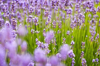 Free Photo: Lavender, Background, Purple Free Image On Pixabay ...