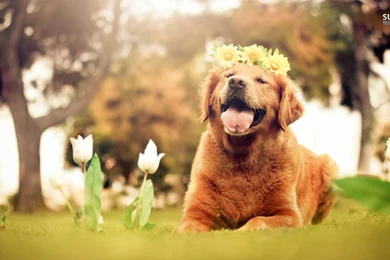 Golden Retriever Puppy Wallpapers Animal Wallpapers
