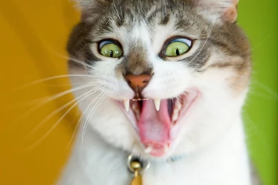Funny Cat Wallpapers For PC