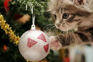Funny cat christmas wallpapers