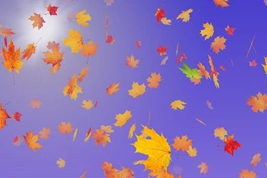 Autumn Leaves Live Wallpapers Android Apps And Tests AndroidPIT