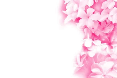 Flower Pink Backgrounds Wallpapers Cave