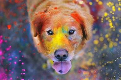 Colorful Dog Wallpapers Random Wallpapers (35077671) Fanpop