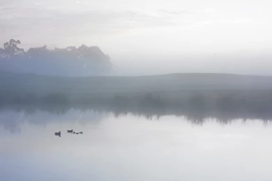 Ducks On A Misty Pond Wallpapers HD Wallpapers