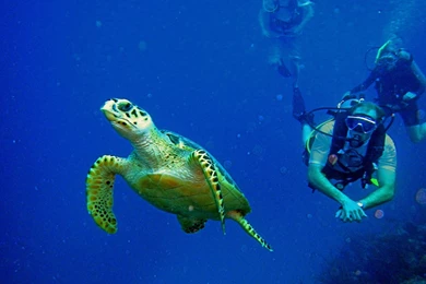 Scuba Diving Diver Ocean Sea Underwater Turtle Wallpapers ...