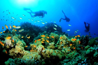 Scuba Diving Underwater Wallpapers