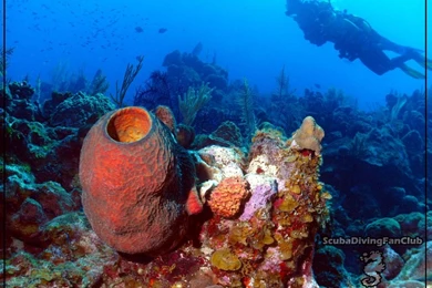 Scuba Diving Wallpaper Free Diving Wallpapers