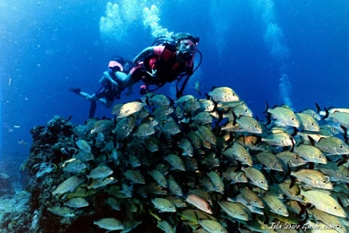 Scuba Diving Screen Savers