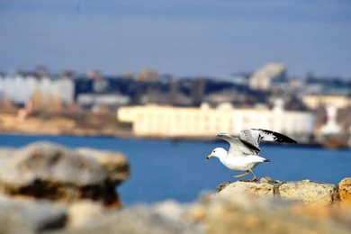 Free Holiday Wallpapers For Desktop Holiday In Asia Photos Of Don ...