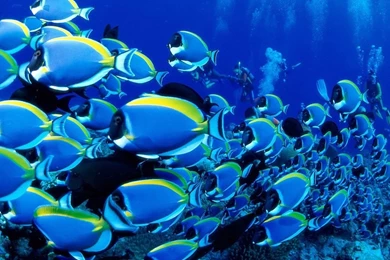 Fishes Desktop Wallpapers FREE On Latoro.com