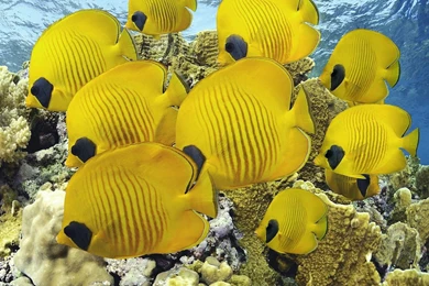 Yellow fish wallpaper 5.jpg